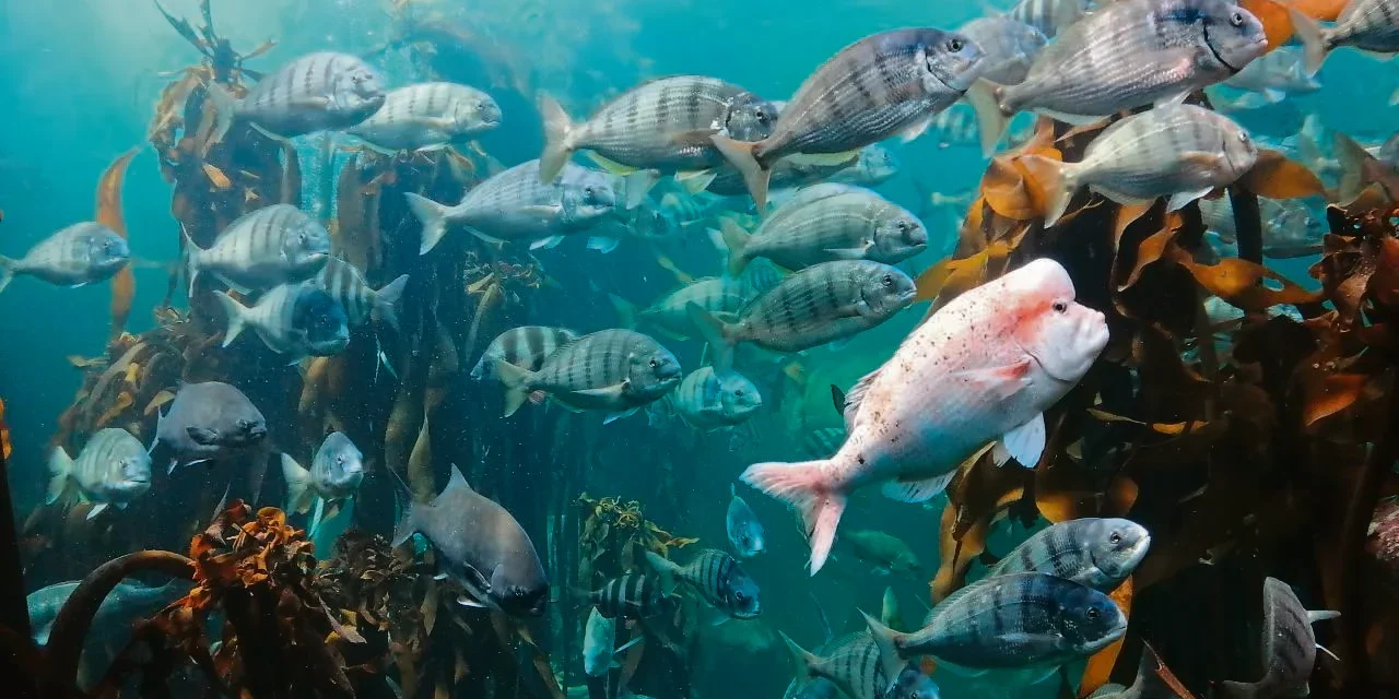 WORKING BACKWARDS TO SAVE THE SEA