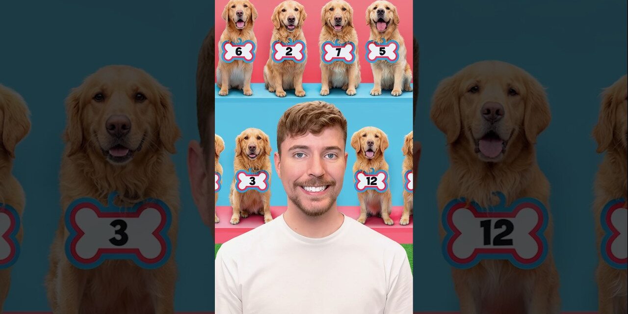 Find Your Dog, Win $10,000