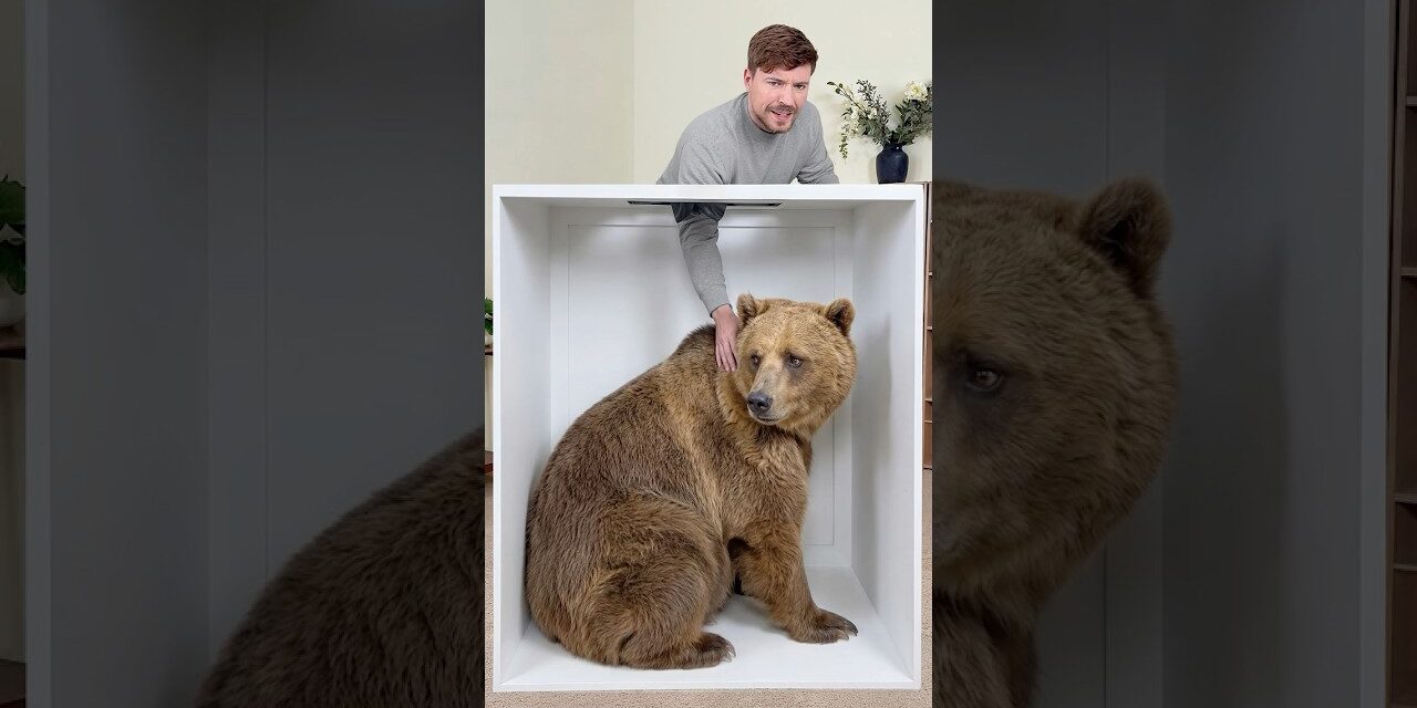 Guess the Animal