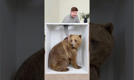 Guess the Animal