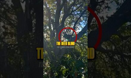 Why Was There a Deer Stand?