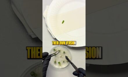 2 Companies Control the World’s Seeds 🤯